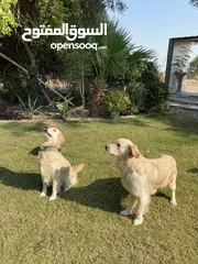  3 كلاب كولدن