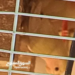  1 فحل كوكتيل وايت فيس جاهز للتجاوز