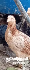  4 صوص بلدي للبيع