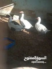  3 وز وبط للبيع