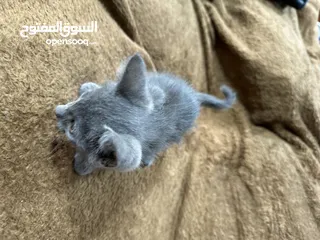  13 Russian blue  kitten