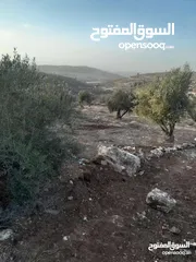  1 ارض للبيع في صوريف