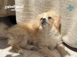  3 كلب للبيع 