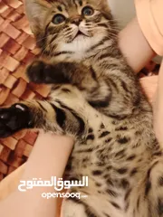  4 قط صغير للبيع