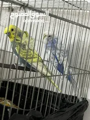  1 طيره   تراكيب. سبانجل. وذكر تراكيب.  ريمبو جاهزات تب نضافه