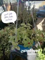  26 اشتال للبيع يتوفر اشتال منوعه وجميله