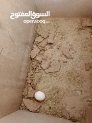  6 جوز كوكتيل مع فراخ وبيض / موقع عجلون عنجره / تفاصيل بالوصف
