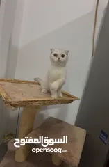  2 Beautiful Cat for Sale – Healthy & Friendly ( urgent sale i am leaving)