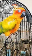  4 Sun Conure Pair