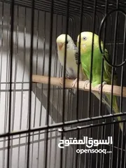  2 كوبية بكلينو للبيع