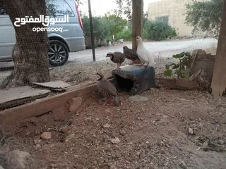  10 خمسة ذكور حجل  للبيع