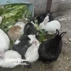  2 أرانب فرنسي للبيع اعمار مختلفة بسعر رخيص