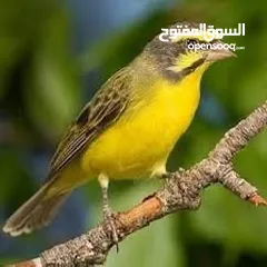  2 زوج موزنبيقي بيع او مراوس