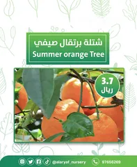  15 شتلات وأشجار البرتقال والحمضيات من مشتل الأرياف  أسعار منافسة نارنگی /  میندر کا درخت orange tree