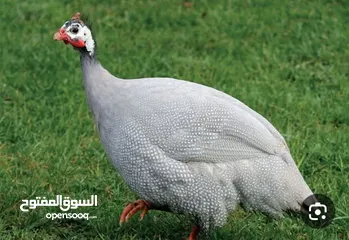  1 مطلوب دجاج فرعوني للبيع