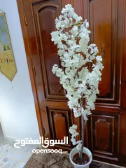  20 أشجار لوزيات أغصان طبيعي
