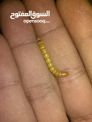  7 ميل وورم ( دود قبابي) mealworm