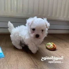  3 Adorable Maltese puppy ready for a new home