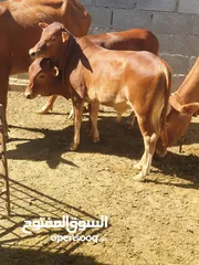  2 بقر وأغنام