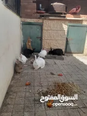  1 رانب بلدي وفرنسي ست ناثي وذكر