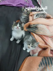  2 قطط كاليكو مكس شيرازي عمر شهرين