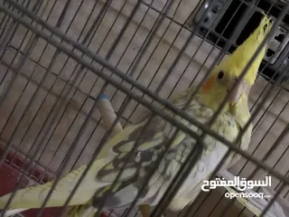  5 جوز كوكتيل نخب اول
