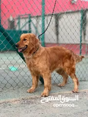 1 للتبني ...شرط لعائله مهتمه