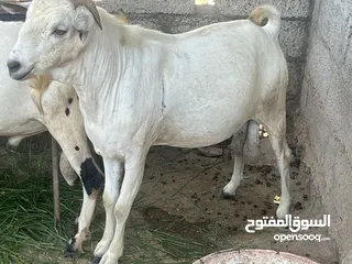  2 اضاحي العيد