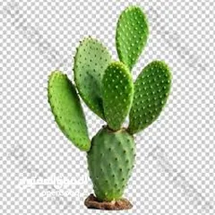  4 نبتى صبار منزلي مثمره