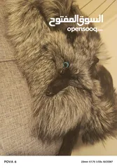  15 فروه silver fox