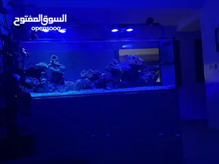  1 Aquarium with salt water (fish, coral and all appliances are included)