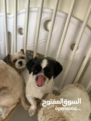  2 كلاب شيتزو