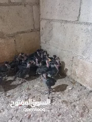  4 صيصان ابو رقيبه 150 عمر شهر  وخمسين صوص بلدي