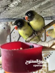  4 غندورات بير سوناتا