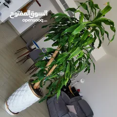  2 INDOOR PLANTS PALM TREE & ARECHA in Big Pots