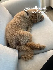  3 Toy poodle