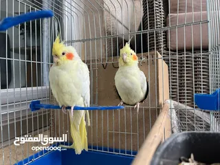  4 عصافير كوكتيل