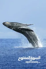 1 زيت شحم الحوت العملاق الأزرق ، L'huile de graisse baleine