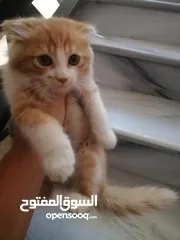  4 قط للبيع مع اغراضه