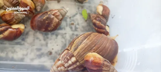  2 حلزونات افريقيا للبيع African snails for sale