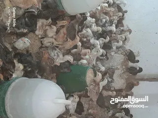 4 موجود صوص بلدي  بزره الاصلية عمر شهر ماخذ مطعوم التهاب سره ومي وسكر لثلاث ايام  عدد 550 مطلوب في كوم