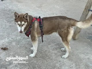  5 هاسكي للبيع انثى