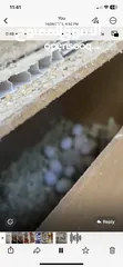  4 طيور كوكتيل