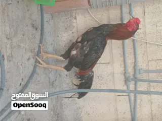  9 Pakistani rooster