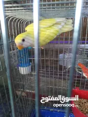  1 حبه روز للبيع