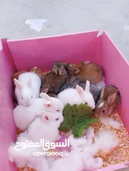  3 ارانب عمر شهر ونص تربيه منزل تب نظافه وبصحه جيده جدا.                                              .