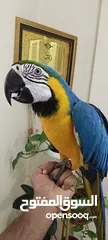  4 FULLY TAMED AND TALKING MACAW