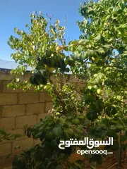 12 بيت للبيع السخنة