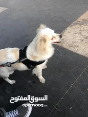  10 كلاب لولو فوكس