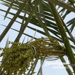  20 لتنظيف النخيل والواشنتونيا والاهتمام بالحدائق والثمار بكافه انواعها